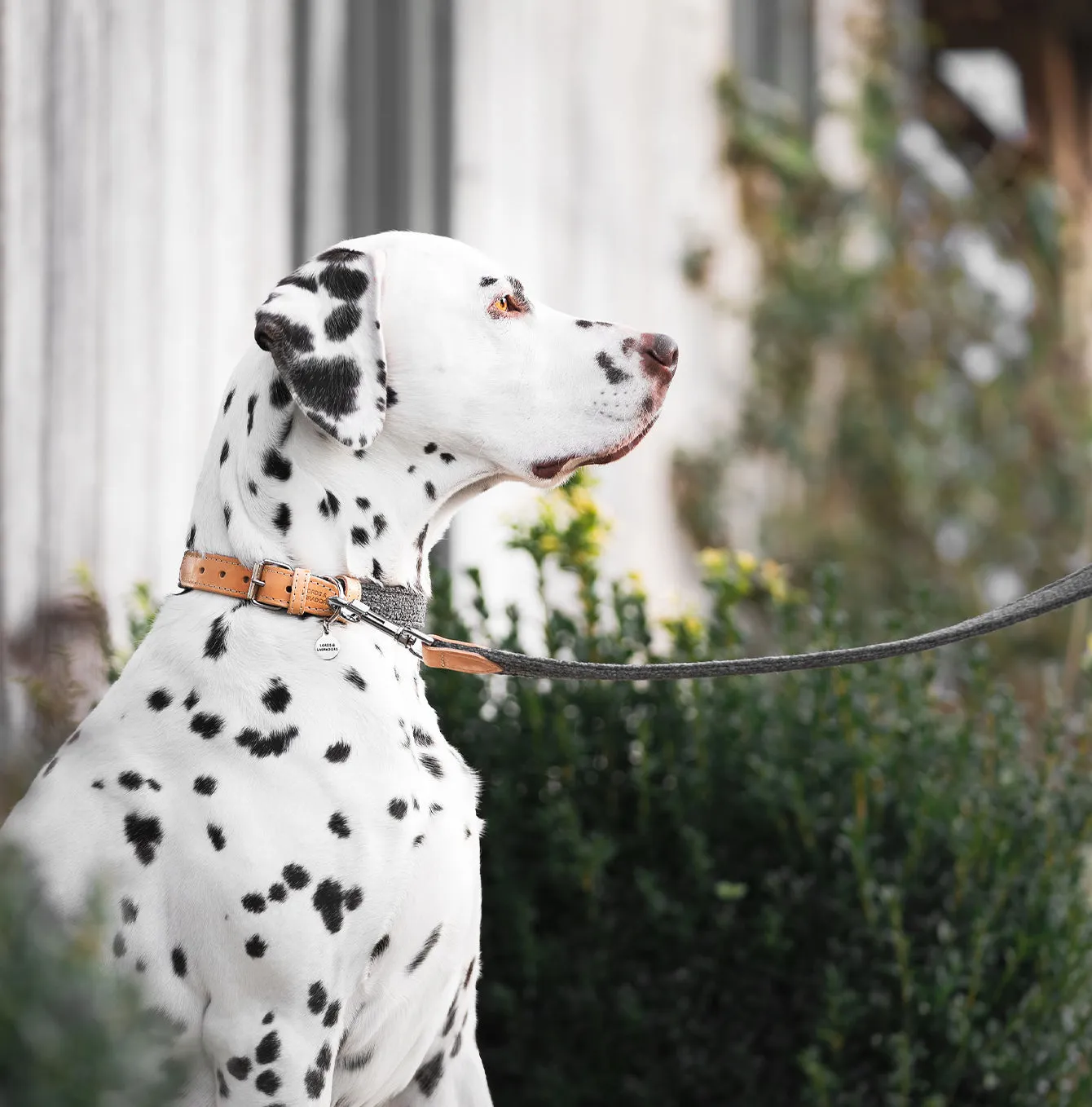 Essentials Herdwick Dog Collar in Graphite by Lords & Labradors