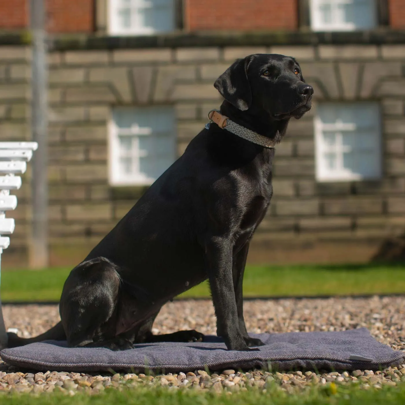 Essentials Herdwick Dog Collar in Graphite by Lords & Labradors