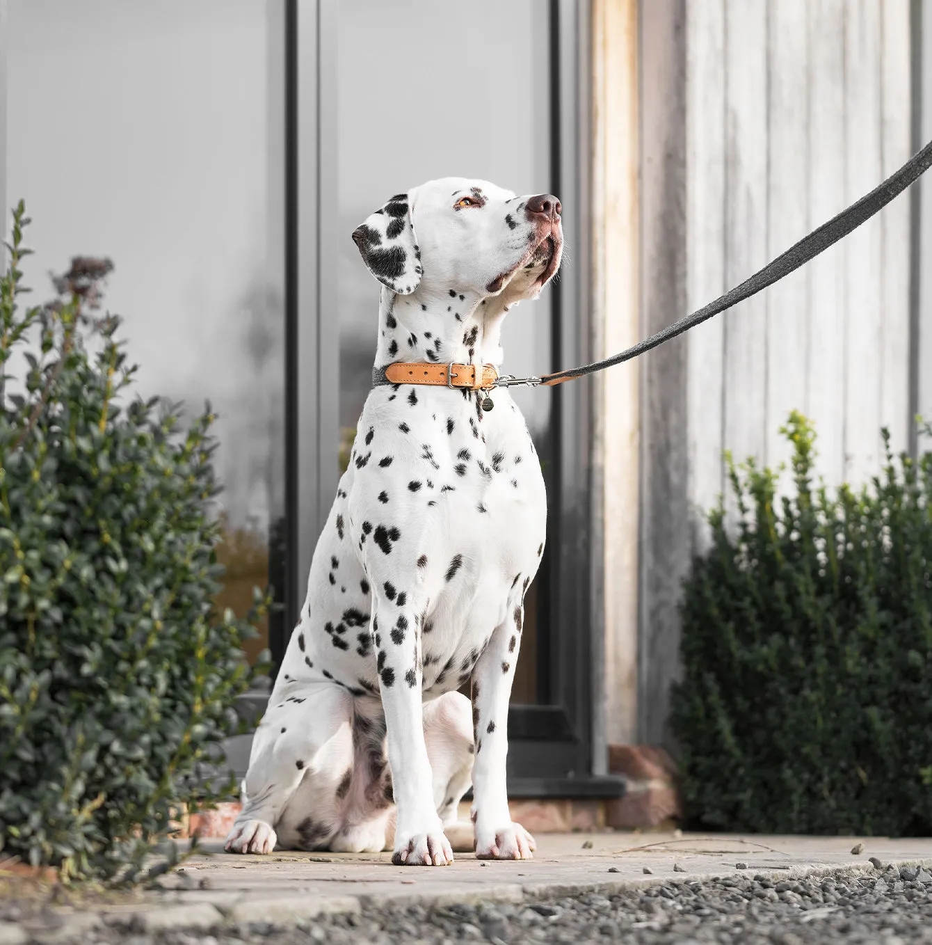 Essentials Herdwick Dog Collar in Graphite by Lords & Labradors