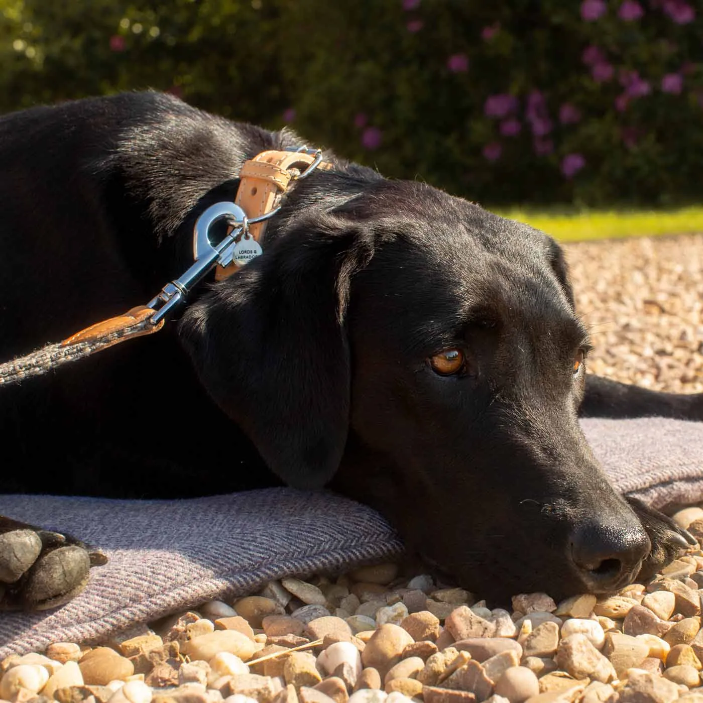 Essentials Herdwick Dog Collar in Graphite by Lords & Labradors