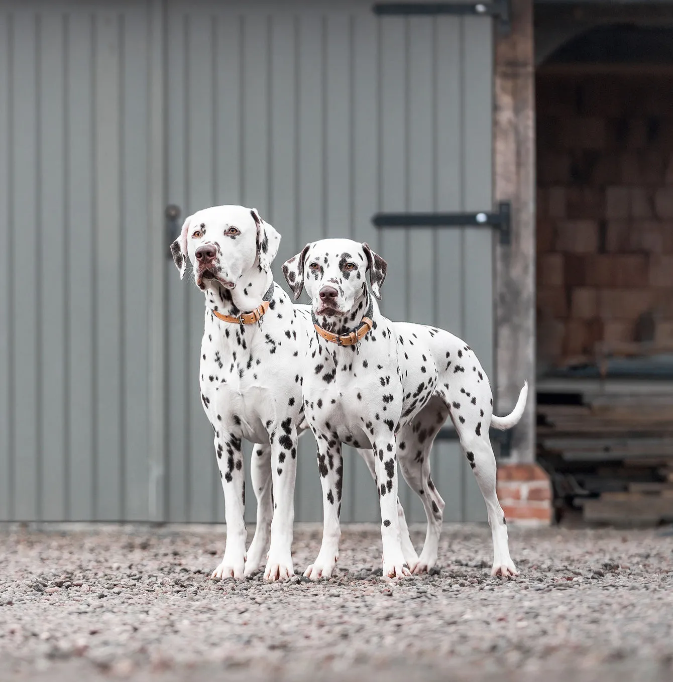 Essentials Herdwick Dog Collar in Graphite by Lords & Labradors