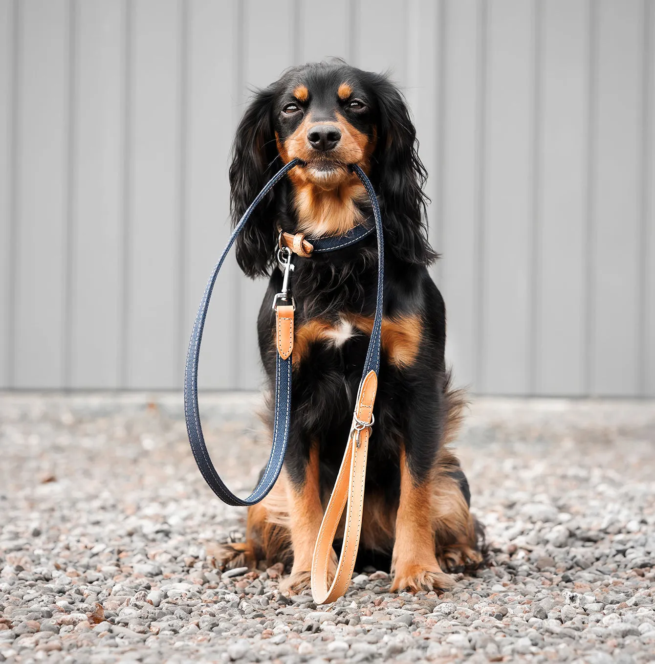 Essentials Twill Dog Collar in Denim by Lords & Labradors