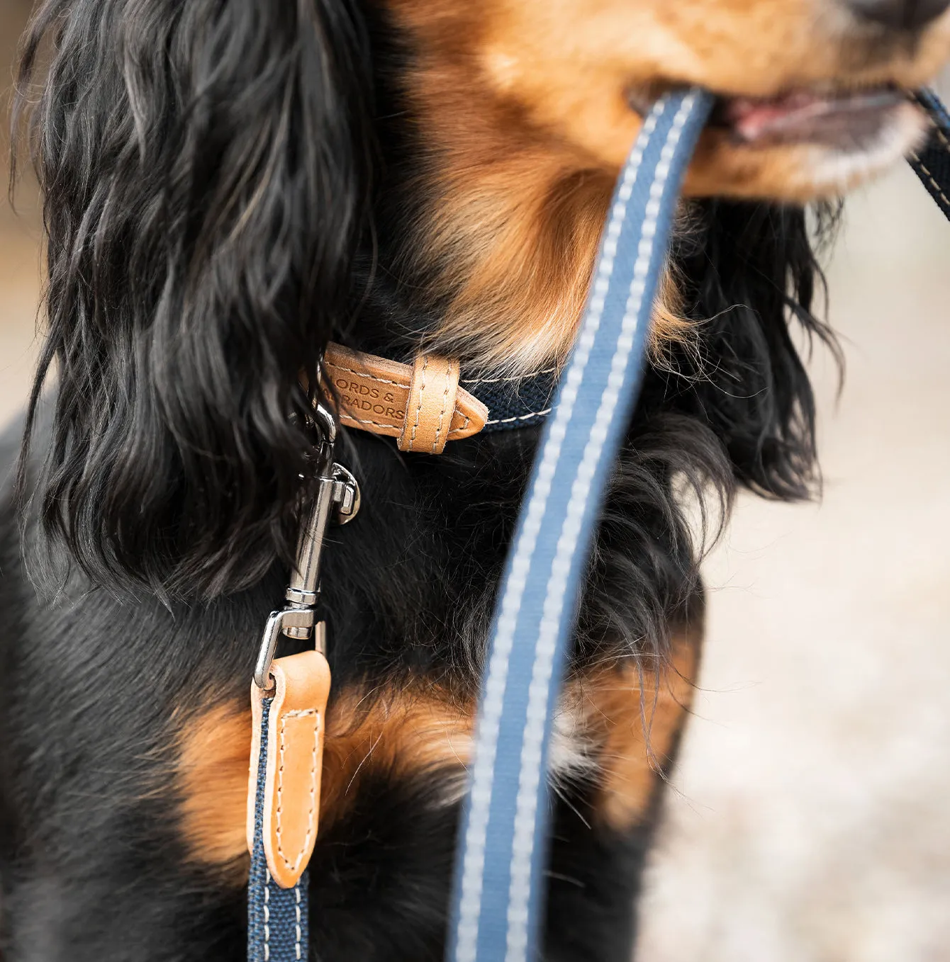 Essentials Twill Dog Collar in Denim by Lords & Labradors