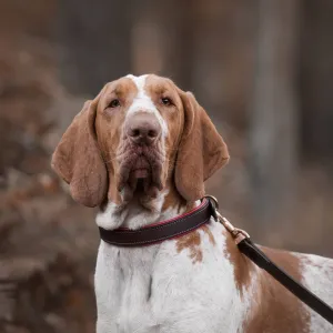 Italian Padded Leather Dog Collar in Brown & Red by Lords & Labradors