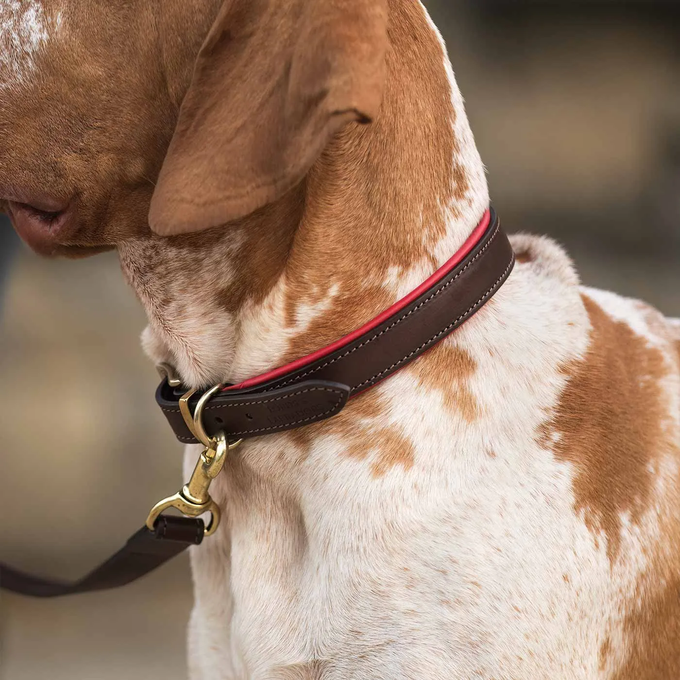 Italian Padded Leather Dog Collar in Brown & Red by Lords & Labradors