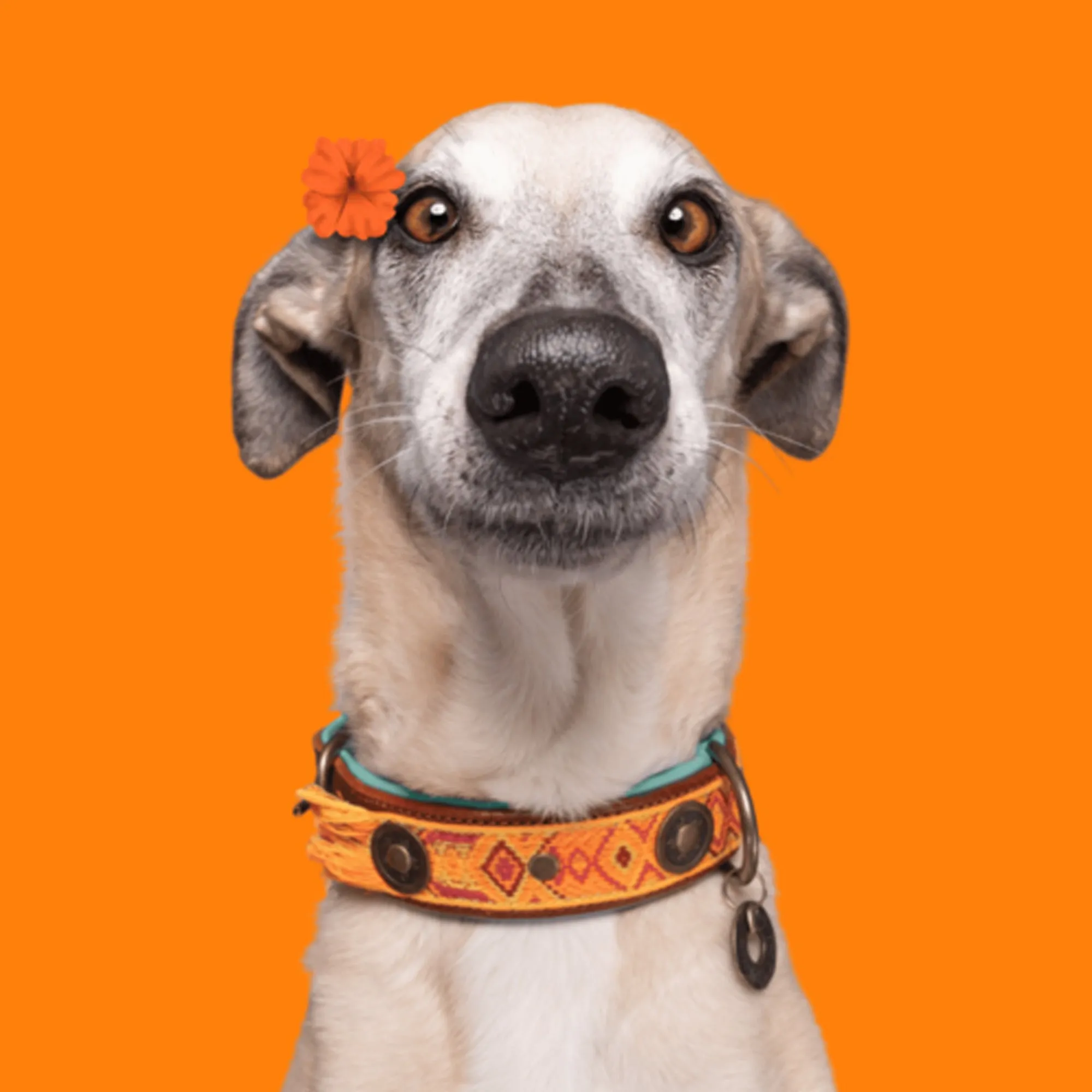 Orange Leather Boho Chica Dog Collar - Dog with a Mission